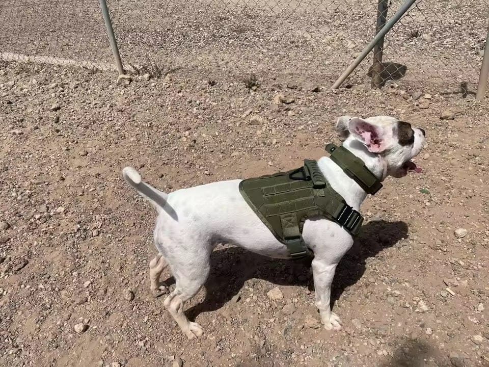 Customer photo review of Striker Military-Grade Tactical No-Pull Harness V4