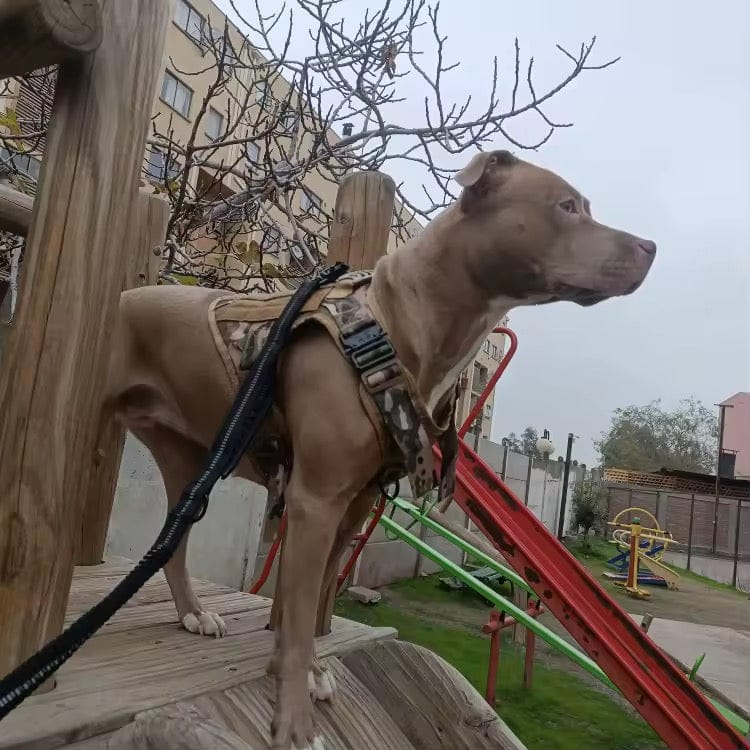 Customer photo review of Striker Military-Grade Tactical No-Pull Harness V4
