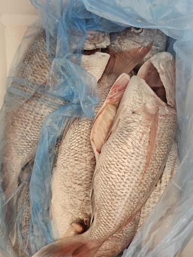 Customer photo review of Fresh Snapper Whole