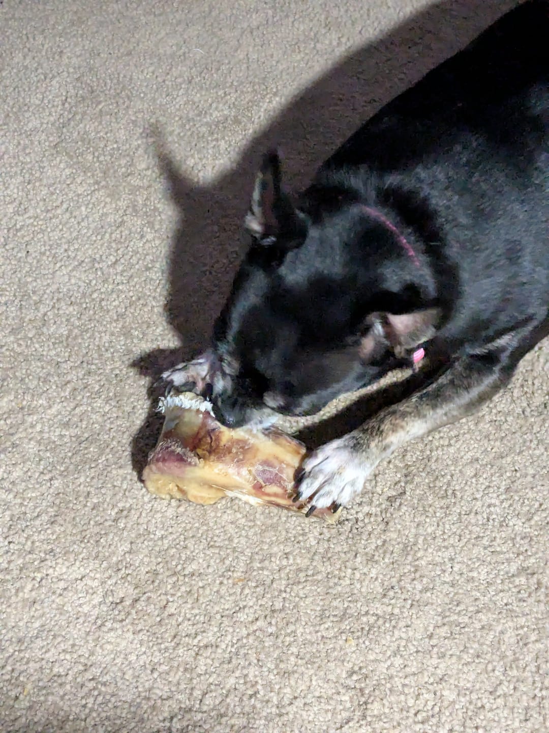 Customer photo review of Ostrich Knuckle (Medium – 4" x 3"): The Perfect Chew for Small to Medium Dogs & Sensitive Stomachs