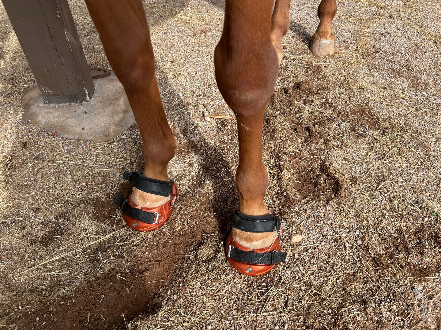 Customer photo review of Renegade® Viper Shield™ Hoof Boot - Arizona Copper