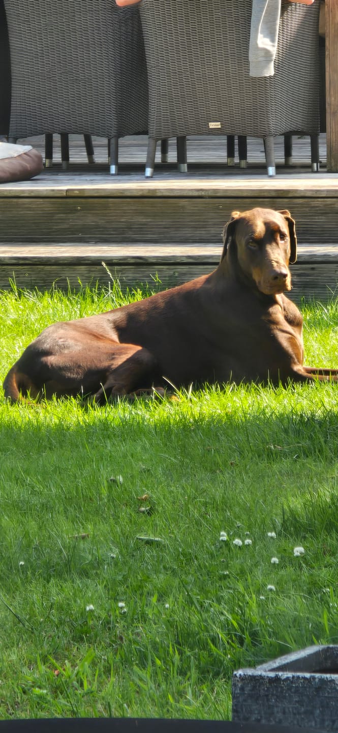 Customer photo review of PawBrace - Orthopedische Honden Pootbrace