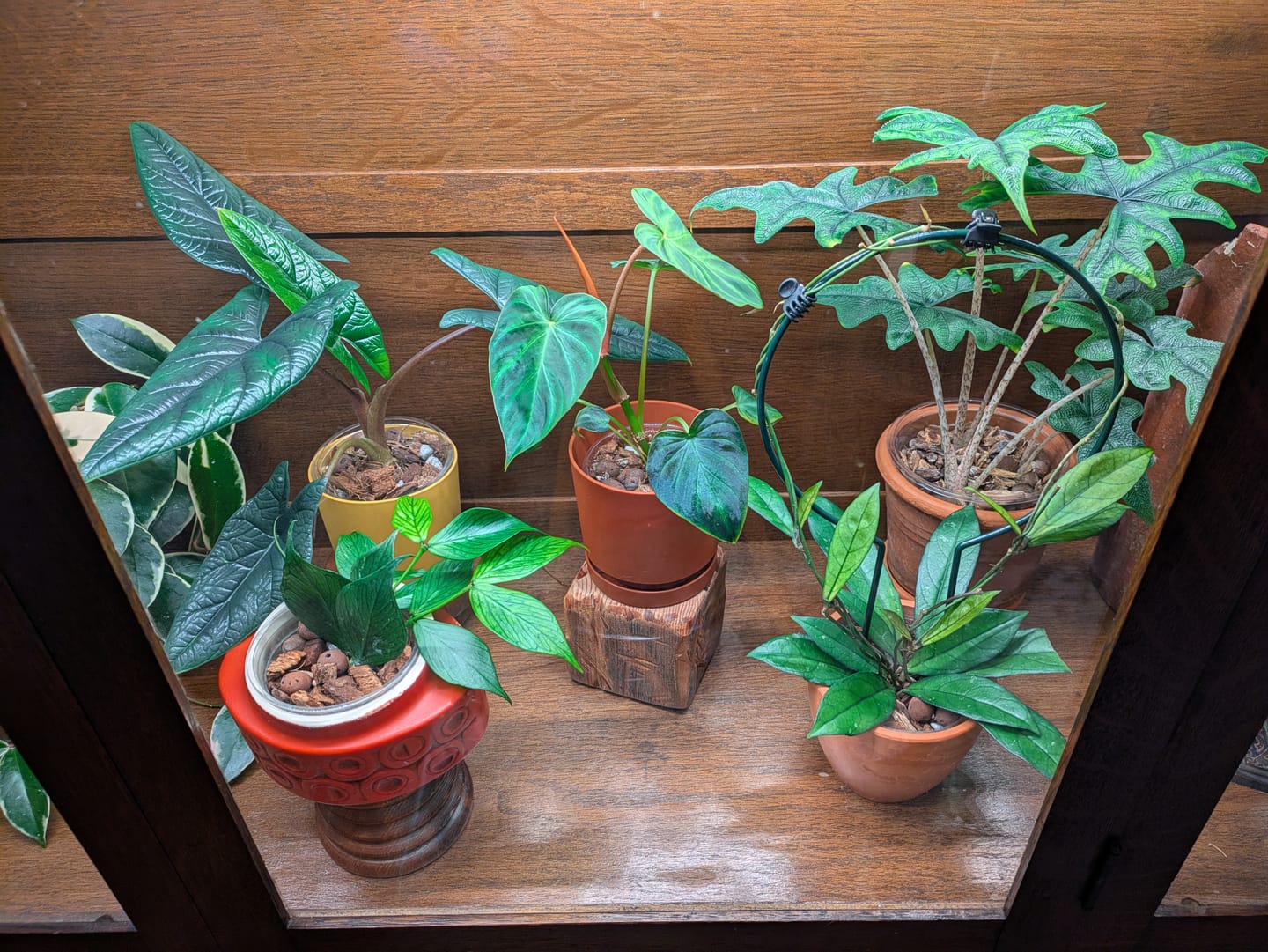 Customer photo review of Kelpy Food for Plants