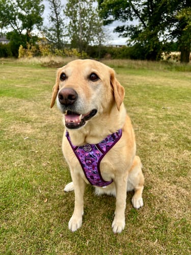 Customer photo review of Tough Trails™ Harness - Roaming Wild