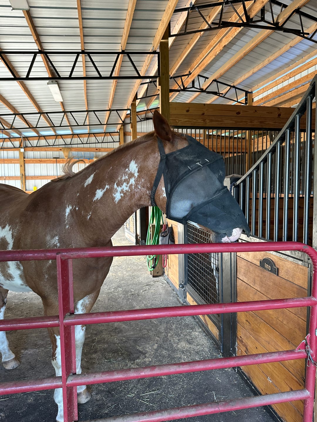Customer photo review of Solar Vizor Fly Mask - With Nose Protection - NEW STYLE