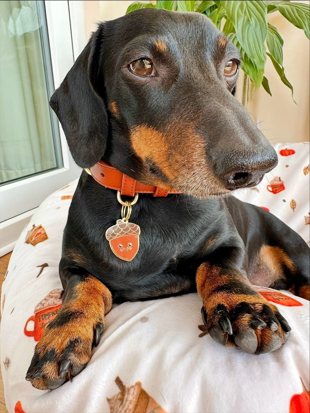 Customer photo review of Hazelnut Dog Collar