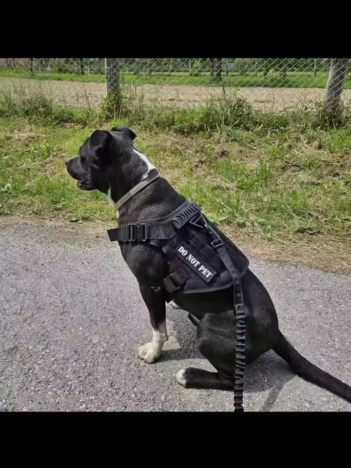Customer photo review of Striker Military-Grade Tactical No-Pull Harness V4