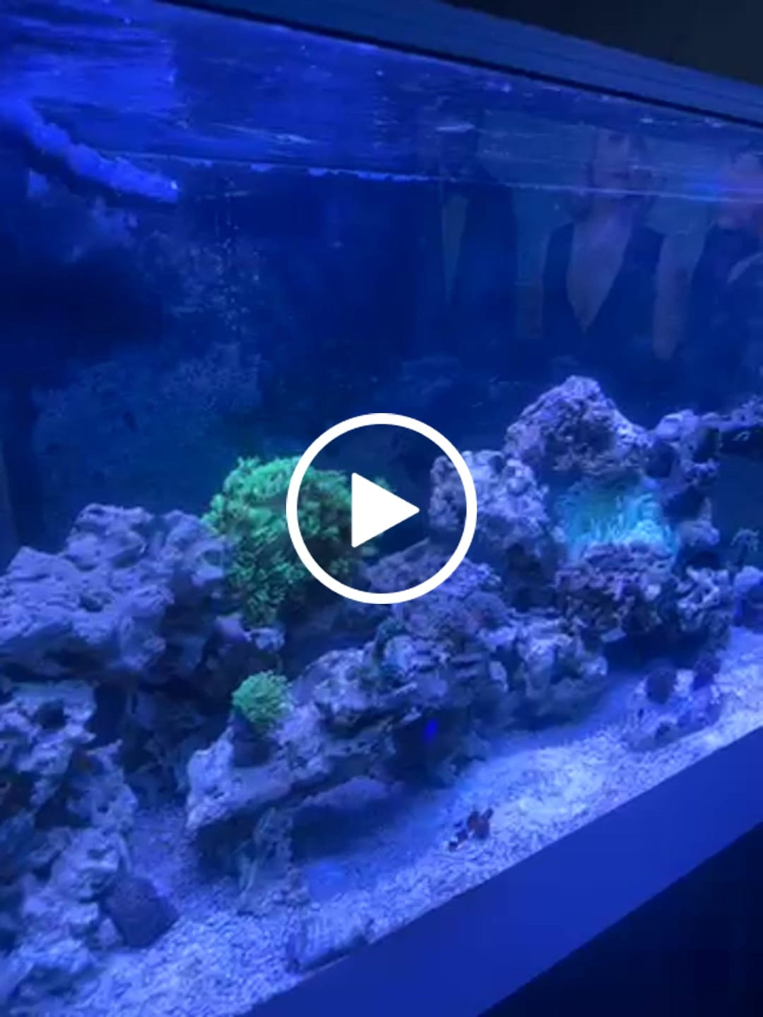 Customer video review of Coral Essentials CVE+