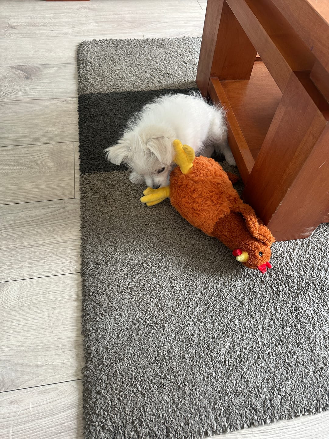 Customer photo review of Gallina Anti estrés THE DOGS