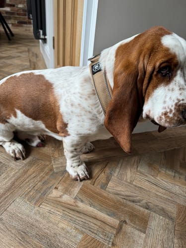 Gary B. review of 4cm Slip on Collar | Foam Padded - Tan image 1 out of 3