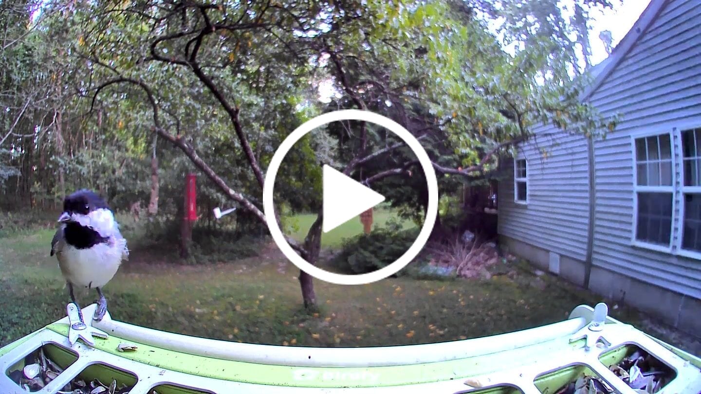 Customer video review of Birdfy Feeder Metal - Smart Metal Feeder with Camera