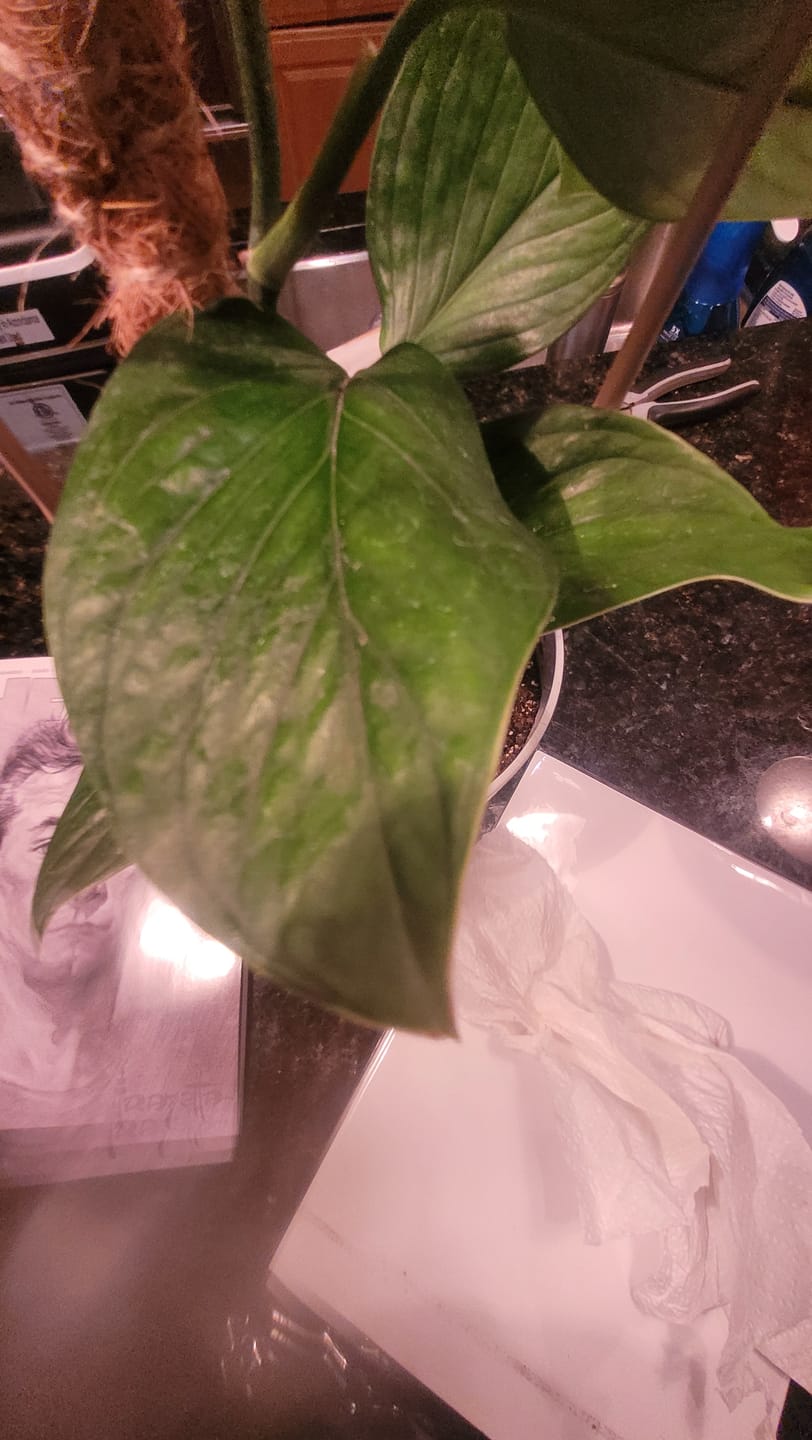 Customer photo review of Monstera pinnatipartita