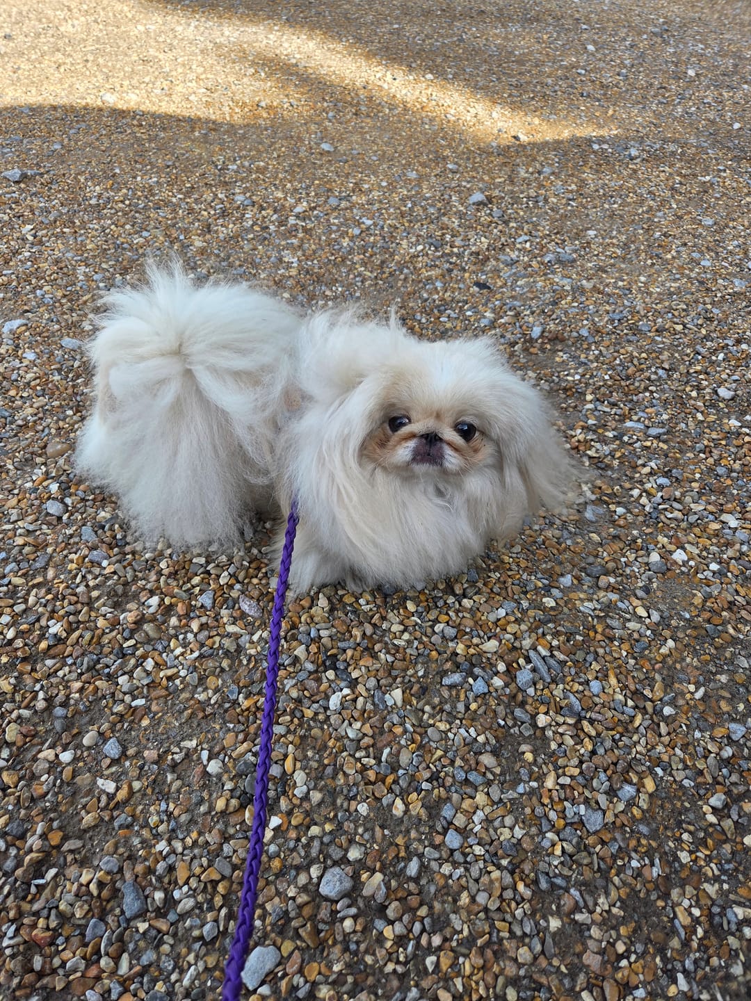 Customer photo review of Adjustable Dog Harness Where Flowers Bloom