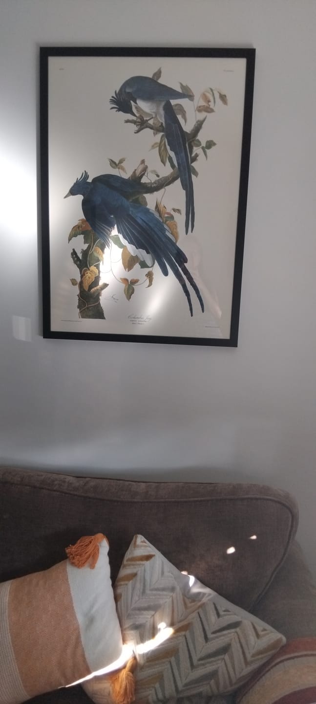 Customer photo review of Columbia Jay by John James Audubon, 1827