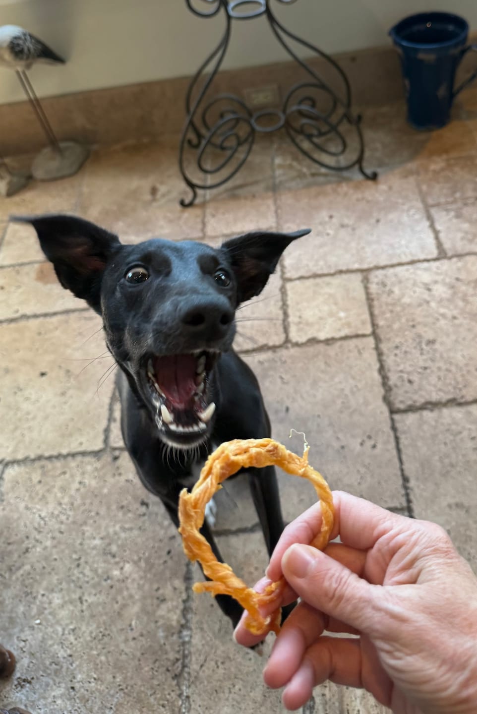 Customer photo review of USA Turkey Rings