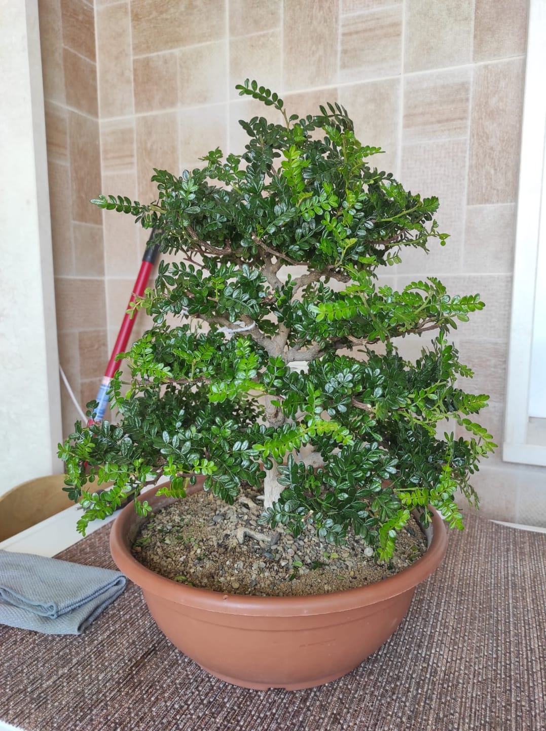 Customer photo review of NANOTEK CB® (DNA BONSAI 2.0)
