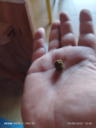 Customer photo review of Hi Bros® -  Gorilla Glue #4 (Choco)