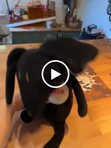 Customer video review of SCOTT, LE TECKEL - GRAND