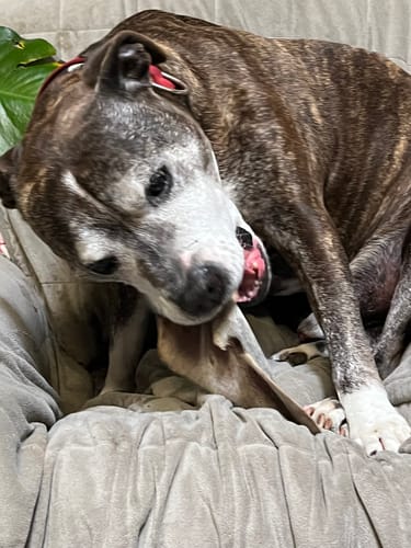 Customer photo review of Beef Hairy Ears