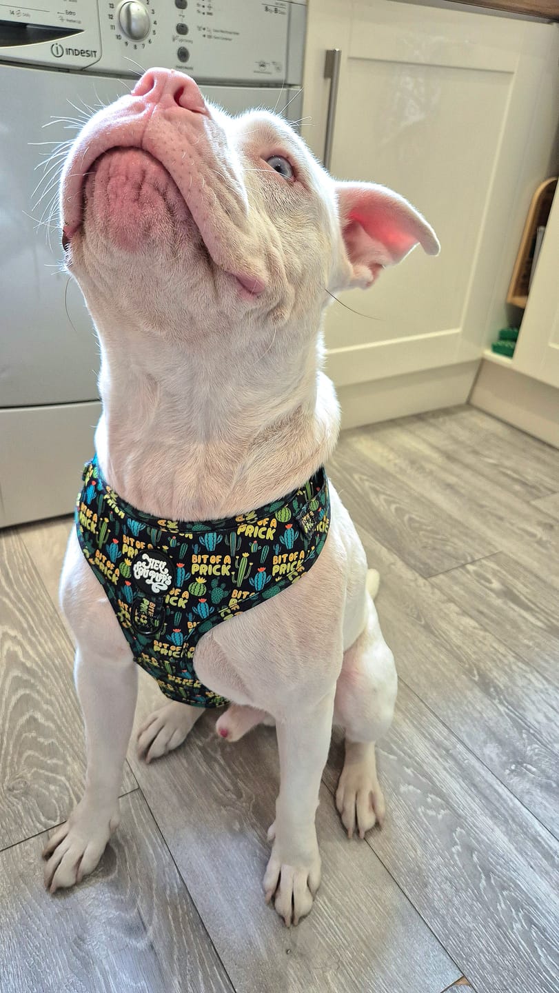 Customer photo review of Bit of a prick harness