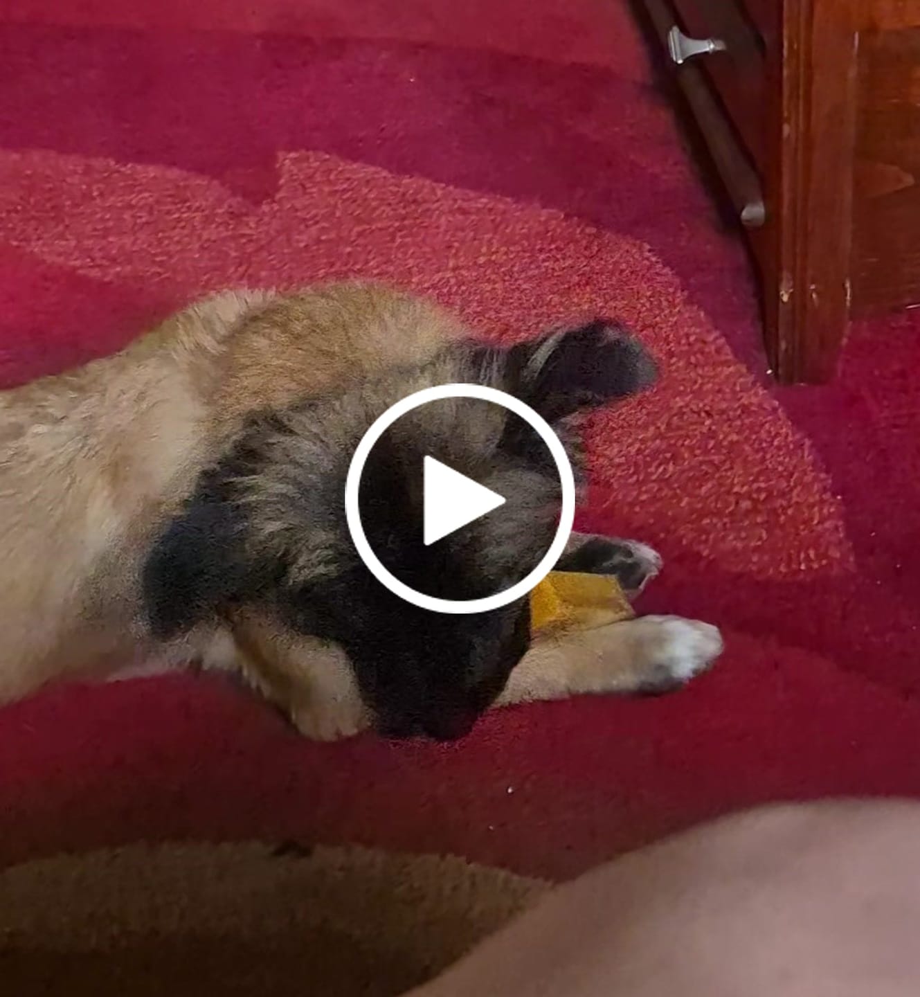 Customer video review of Himalayan Yak Cheese Chew Dog Treat
