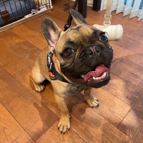 Customer photo review of FunFunPet 高機能ハーネス（お名前タグ作成サービス付き）