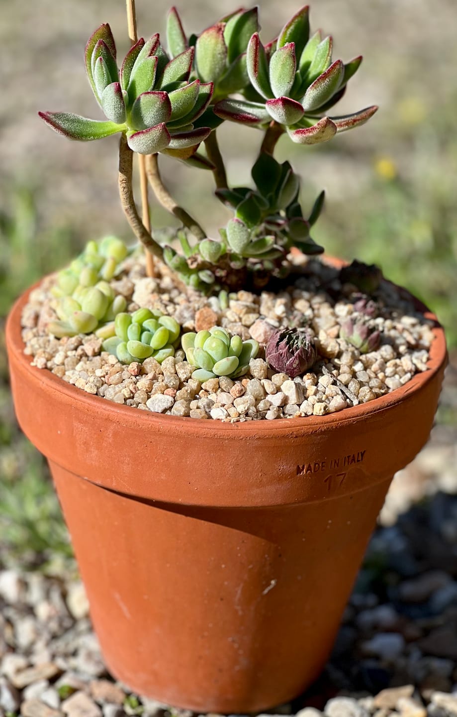 Customer photo review of Echeveria pulvinata 'Ruby' (Lg)