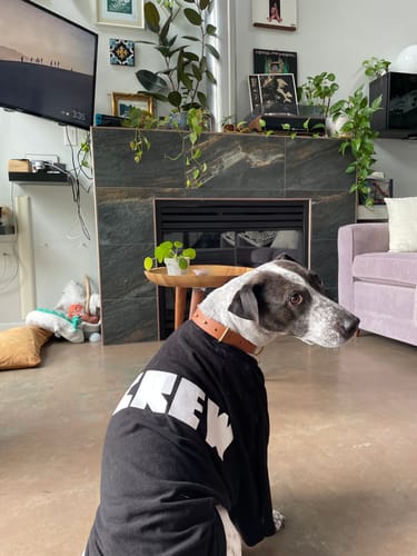 Customer photo review of Terracotta - Classic Biothane Dog Leash