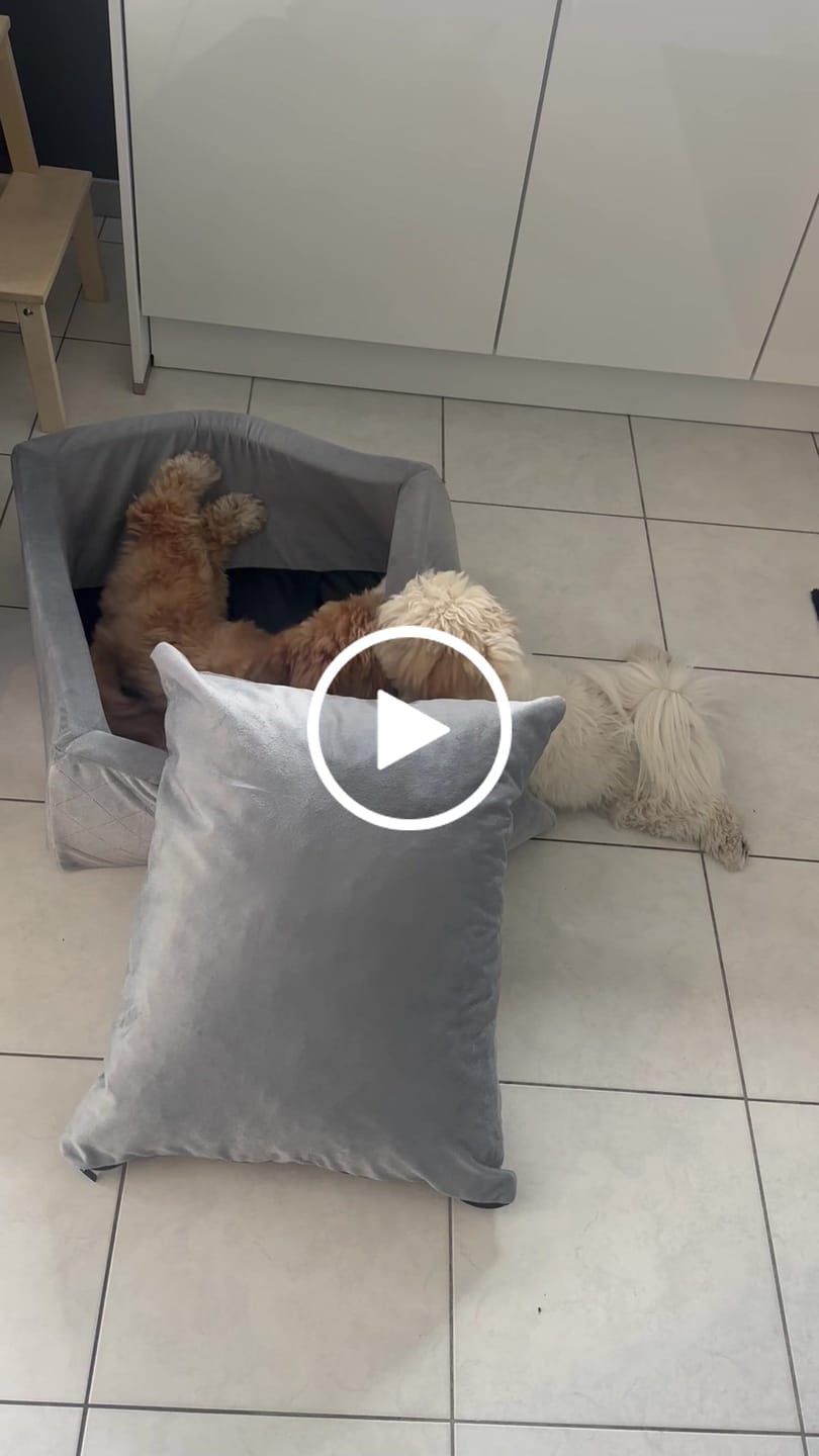 Customer video review of Pet Perfect Premium Hondenmand Auto - Autostoel Hond - Orthopedisch
