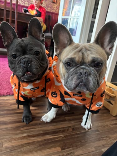 Customer photo review of Halloween Dog Hoodie - Orange