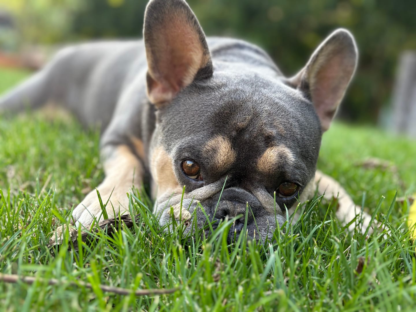 Customer photo review of Silberspray für Hunde und Katzen mit 50ppm (MHD 12/25)