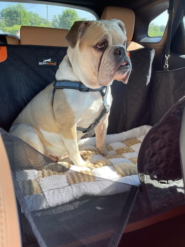 Customer photo review of RuffRover 2.0™ - Hard Bottom Back Seat Extender + (FREE Dog Bed)