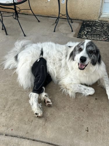 Customer photo review of Dual-Leg Hinged Knee Brace Harness for Dogs
