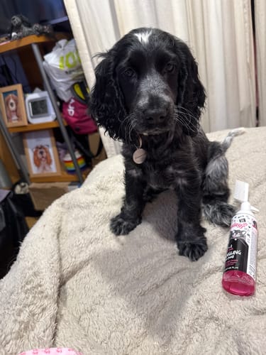 Customer photo review of 2 in 1 Baby Fresh Detangling Foam Comb for Dogs & Cats