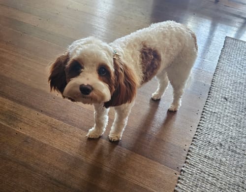 Customer photo review of GroomMate Pet Grooming Kit