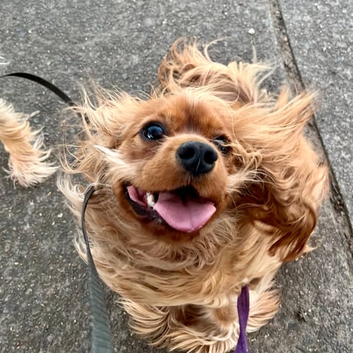 Customer photo review of Beef Skin (Fur on)