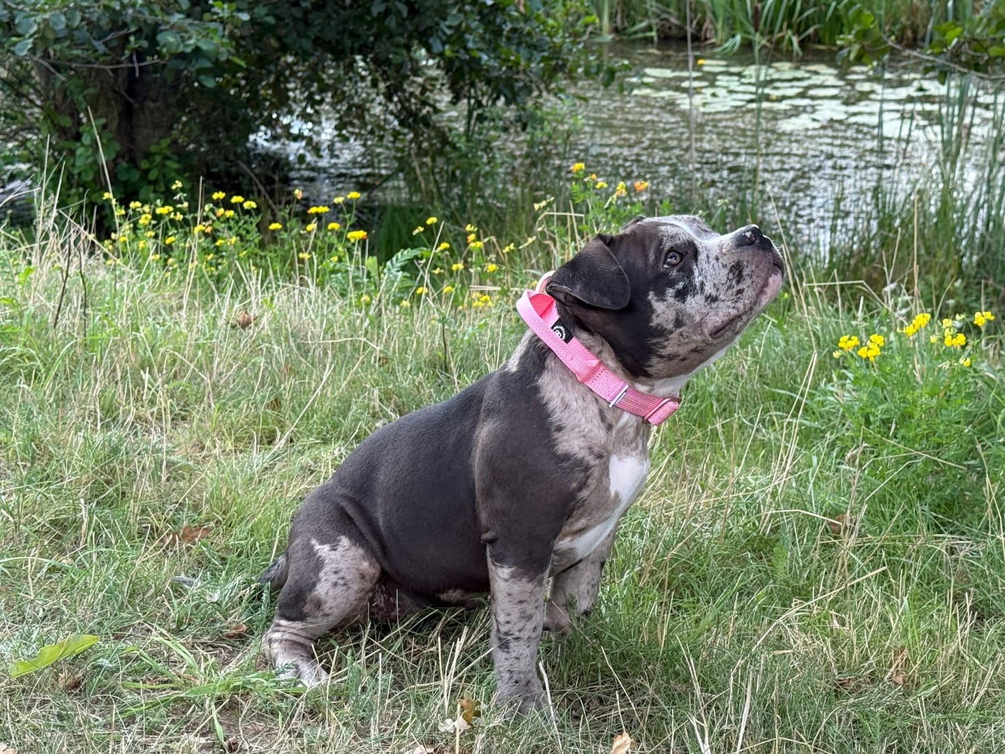Customer photo review of 2.5cm Lighter Combat® Collar | Handle & Rated Clip - Pink x Pink