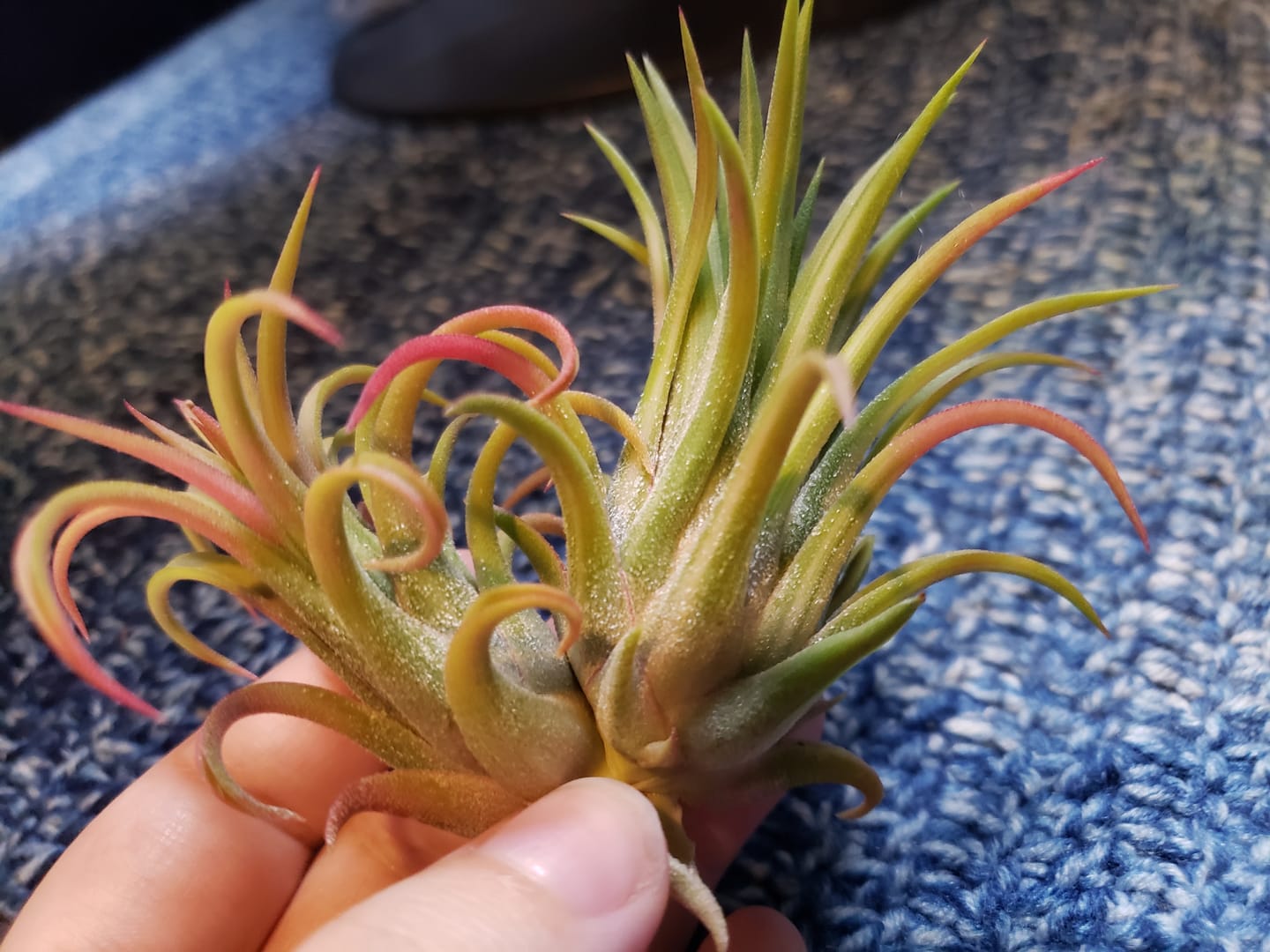 Customer photo review of Ionantha Variegata  Rare Ionantha Form *50% OFF*