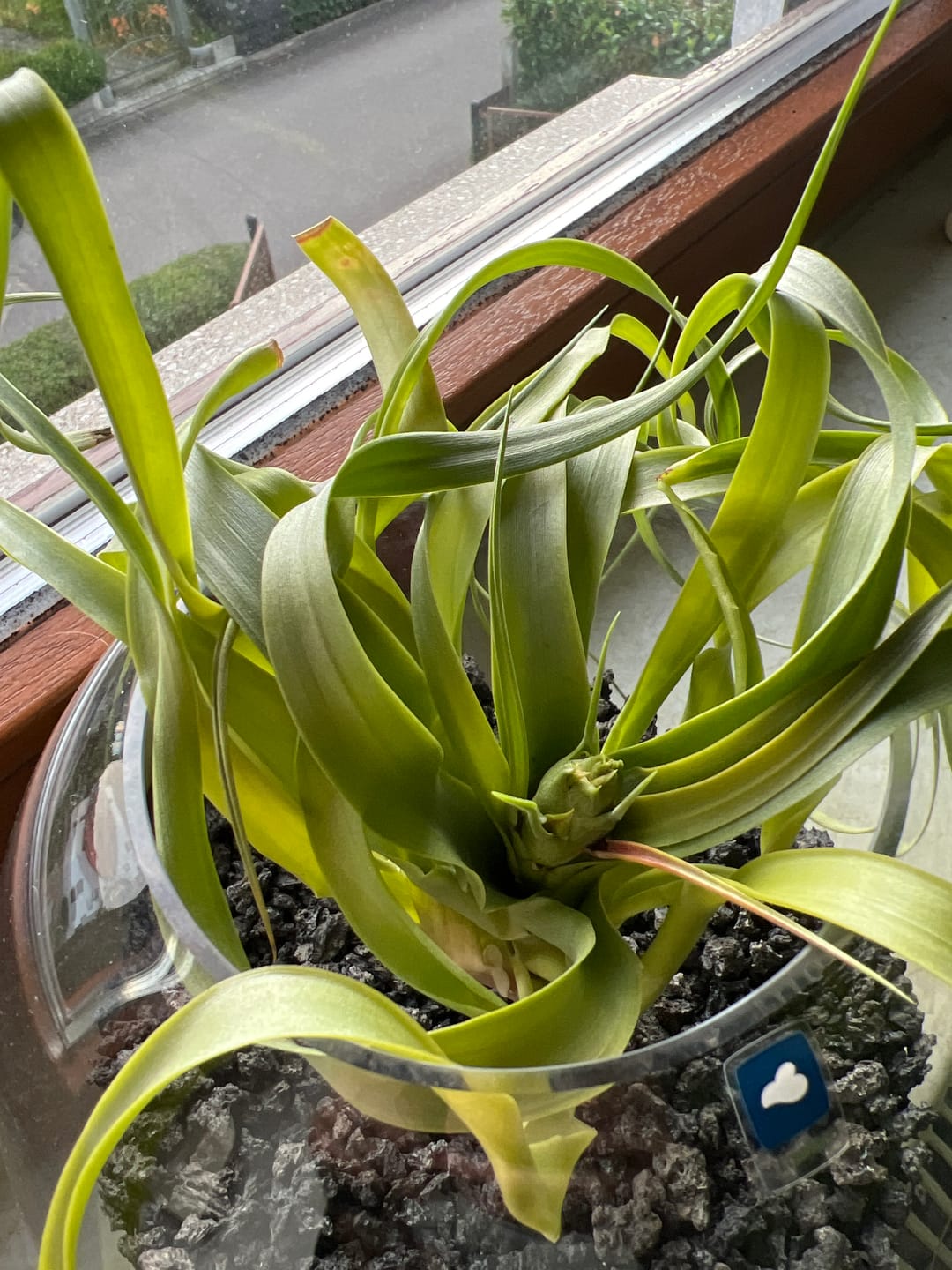 Customer photo review of Tillandsia Marvelous Masterpiece