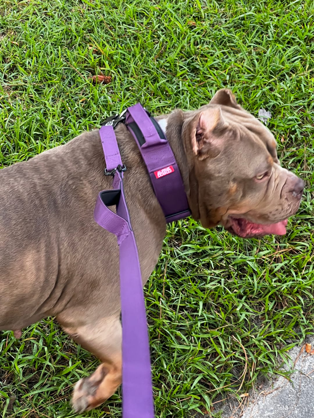 Customer photo review of Tacti Dog Leash - Grape