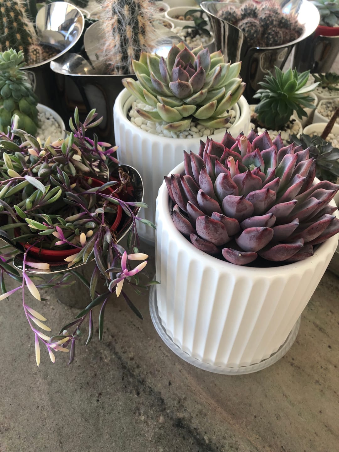 Customer photo review of Echeveria Rosita - Korean Form (Lg)
