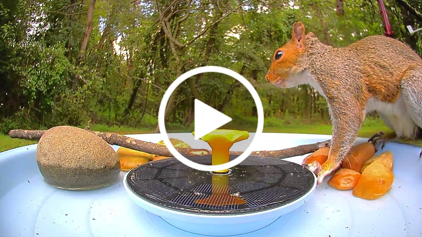 Customer video review of Birdfy Bath Pro - Smart Bird Bath with Camera