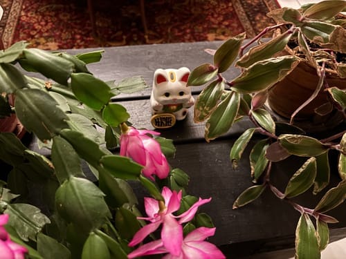 Customer photo review of Maneki Neko Kawaii Blanc