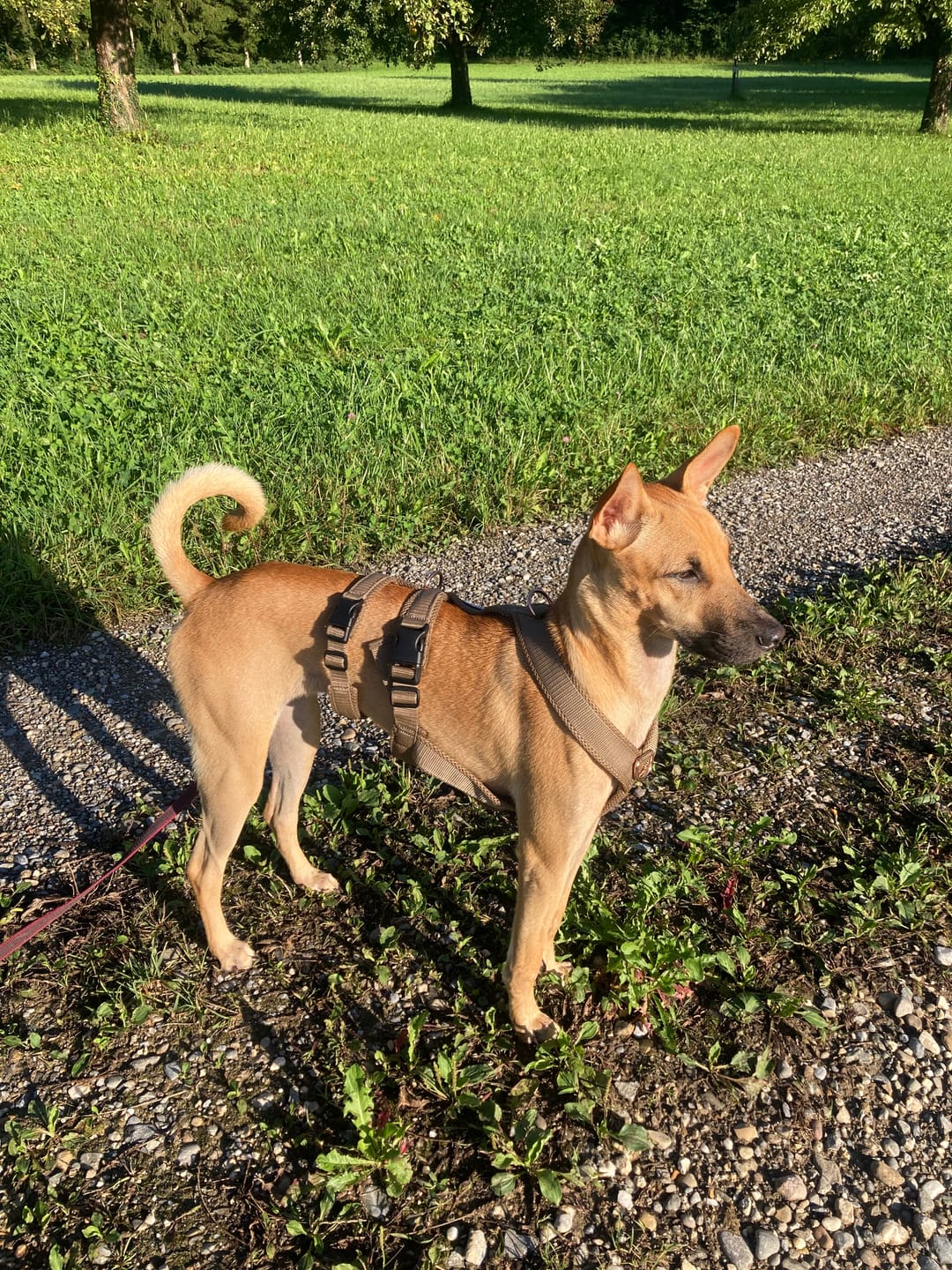 Customer photo review of Sicherheitsgeschirr FUN "Golden Sand"