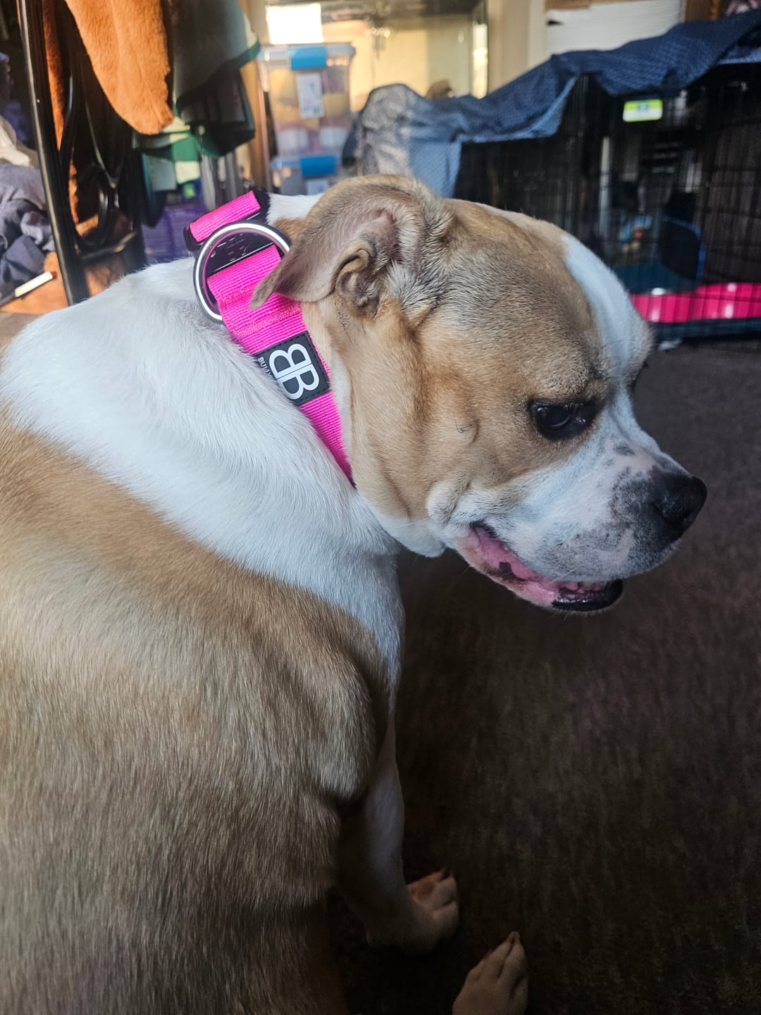 Customer photo review of 4cm Combat® Collar | Rated Clip - NO HANDLE - Magenta