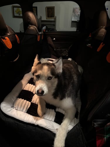 Customer photo review of RuffRover 2.0™ - Hard Bottom Back Seat Extender + (FREE Dog Bed)