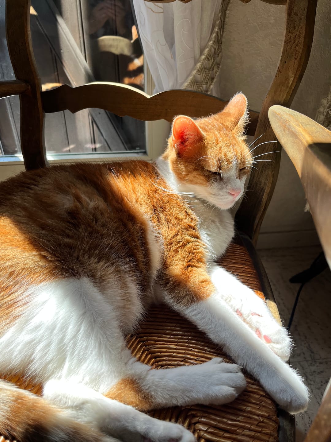 Customer photo review of Pâtées riches en volaille & aux courgettes (Chat stérilisé et Chat adulte)