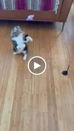 Customer video review of Interactive Bird Simulation Cat Toy Set