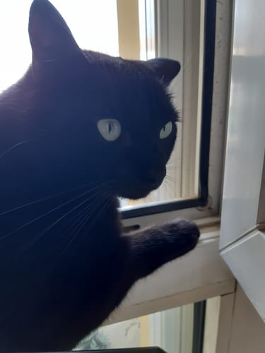 Avis photo d'un client sur Probiotiques Chat - Flore Digestive