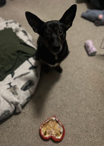 Customer photo review of FreezHeart - Durable Heart Enrichment Chew